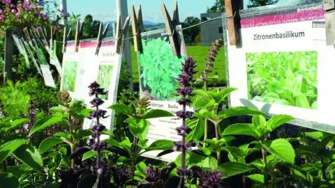 Biogärtnerei Stiftung Stöckenweid
