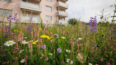 Blumenwiese angelegt und gepflegt von Winkler Richard Naturgärten