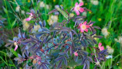 Wildrose