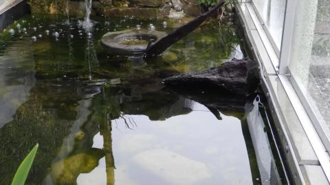 Aeschlimanns Lebensgärten Naturgarten