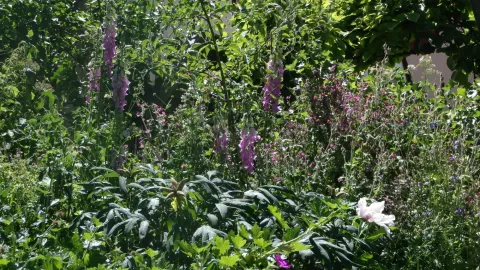 Aeschlimanns Lebensgärten Naturgarten