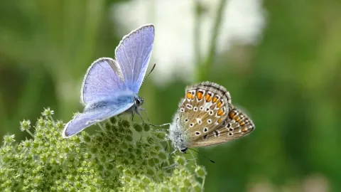 NaturGartenBern Markus Siegenthaler
