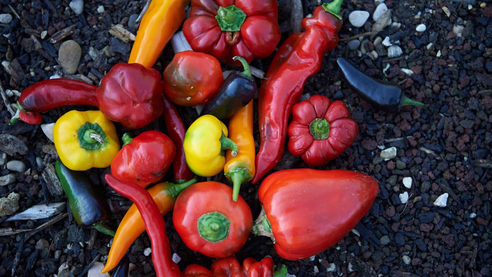 Peperoni- und Chili-Sorten