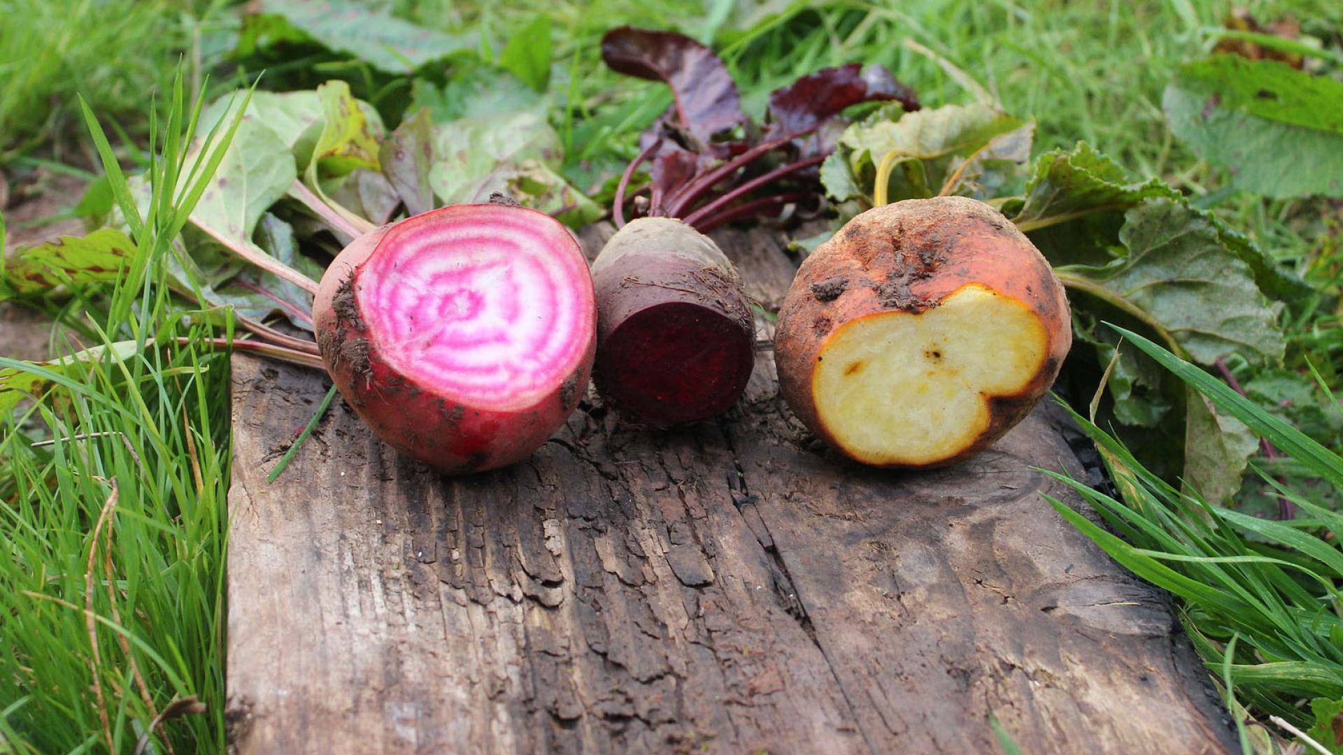Verschiedene Sorten Randen (Rote Beete)