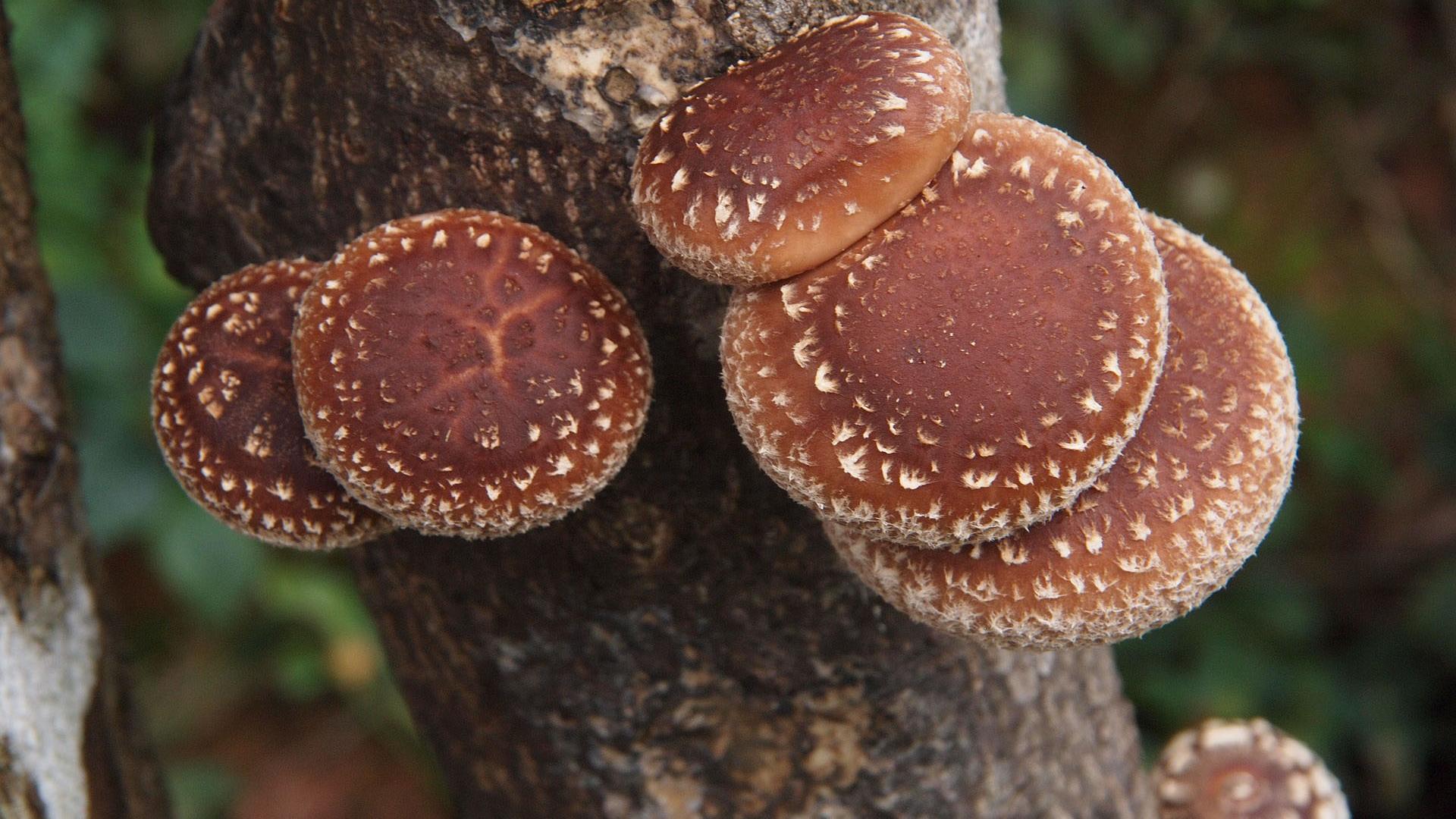 Shiitake können auf Holz im Garten kultiviert werden.
