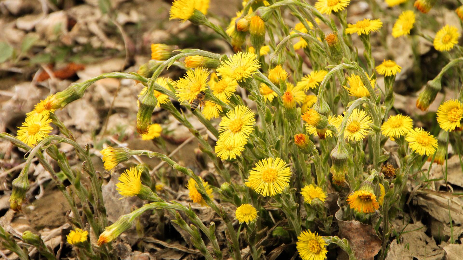 Erster Frühlingsbote: Huflattich Tussliago farfara