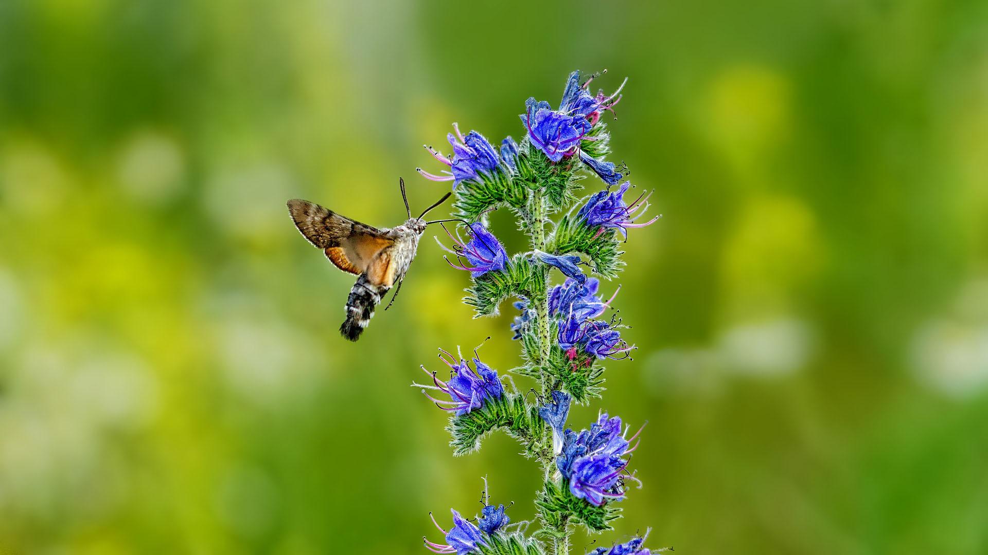 Taubenschwänzchen auf Natternkopf (Echium vulgare)