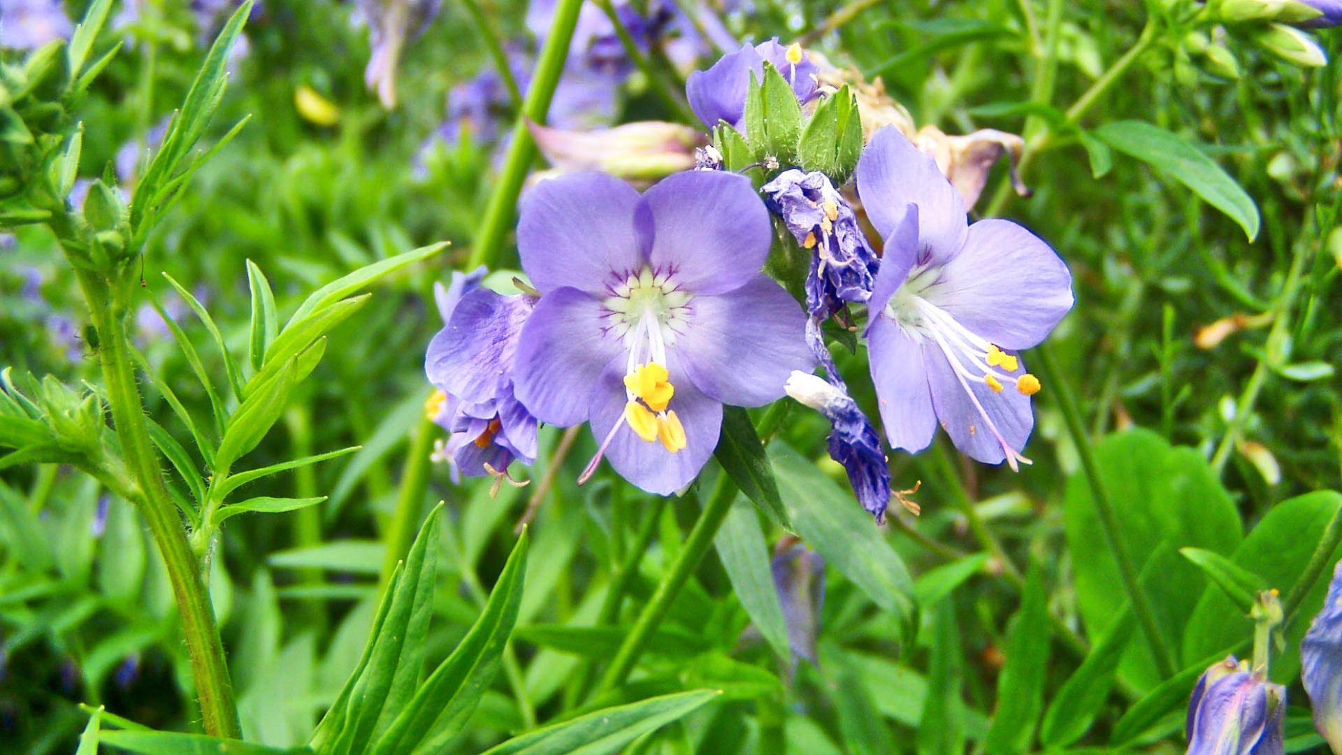 Himmelsleiter, Polemonium Caeruleum