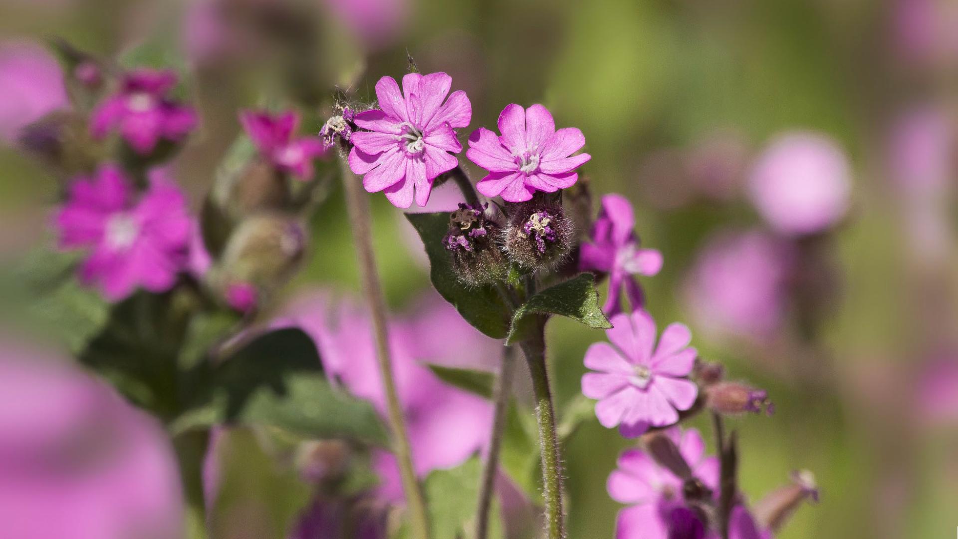 Rote Waldnelke, Lichtnelke, Silene Dioica