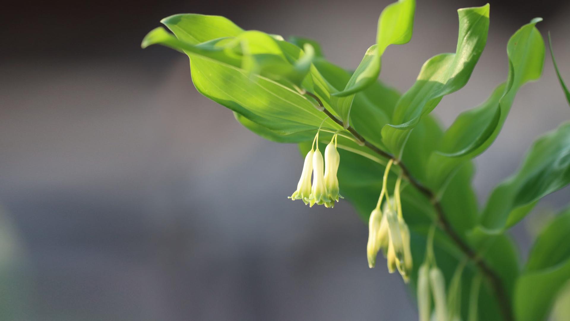Salomonssiegel, Polygonatum odoratum