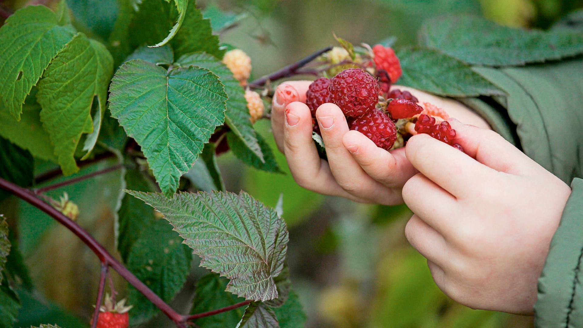 Himbeeren am Strauch, Foto: Mauritius