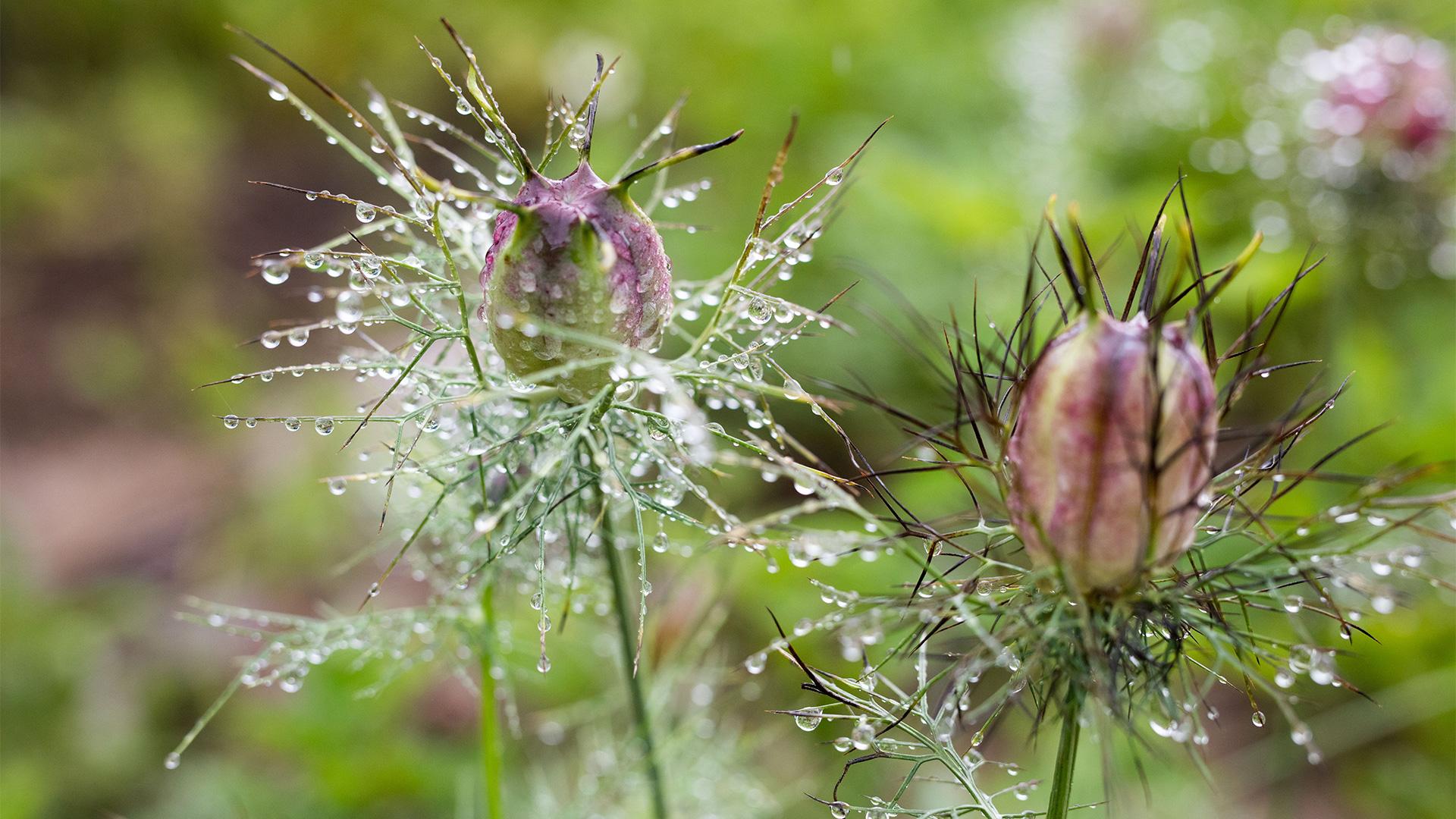 Garten nach Regen von Isabel Plana