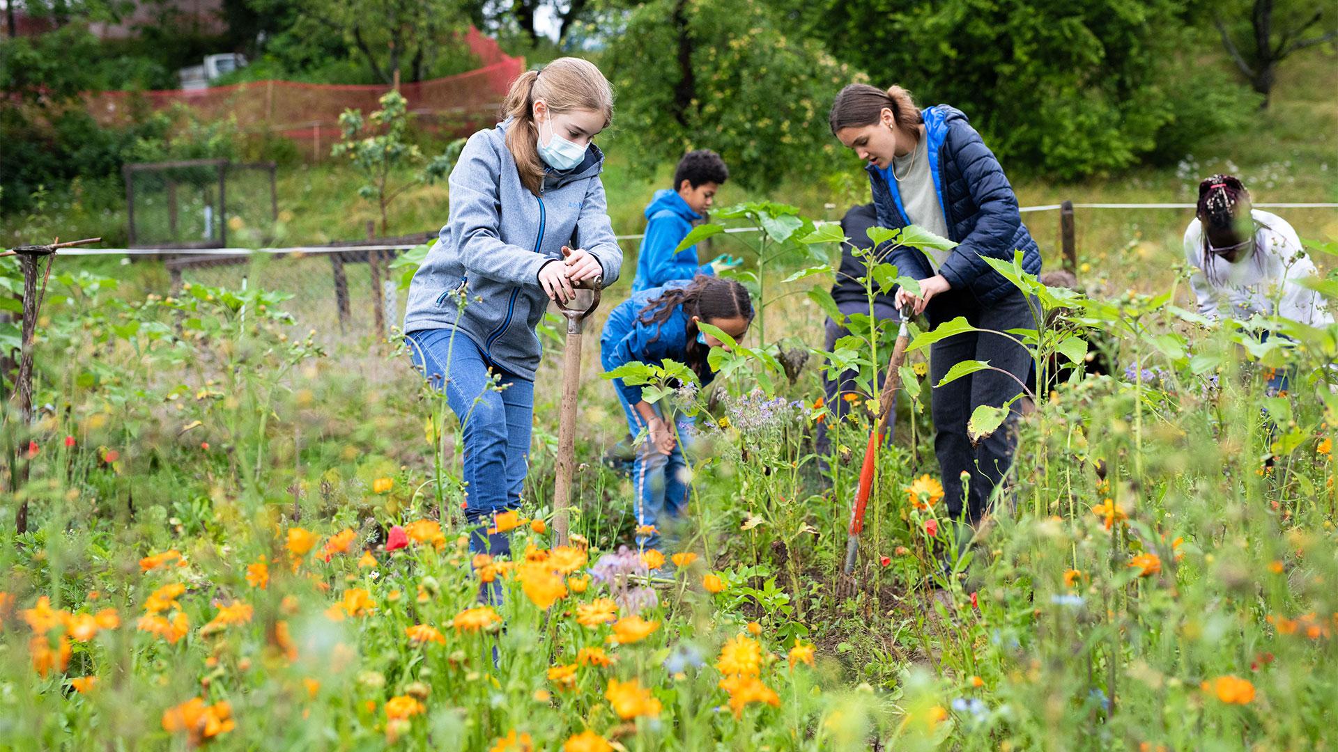 Kartoffelernte im Schulgarten, Bild von Isabel Plana