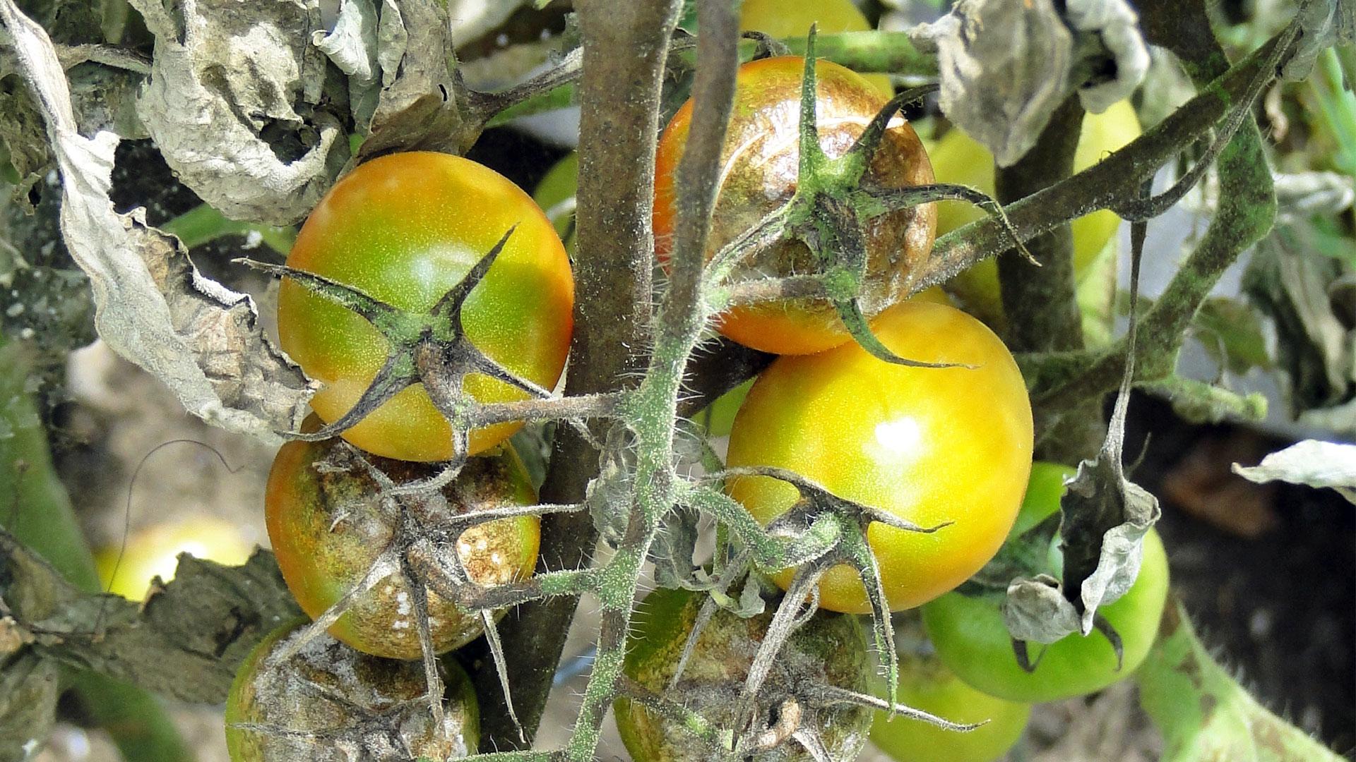 Tomaten mit Braunfäule