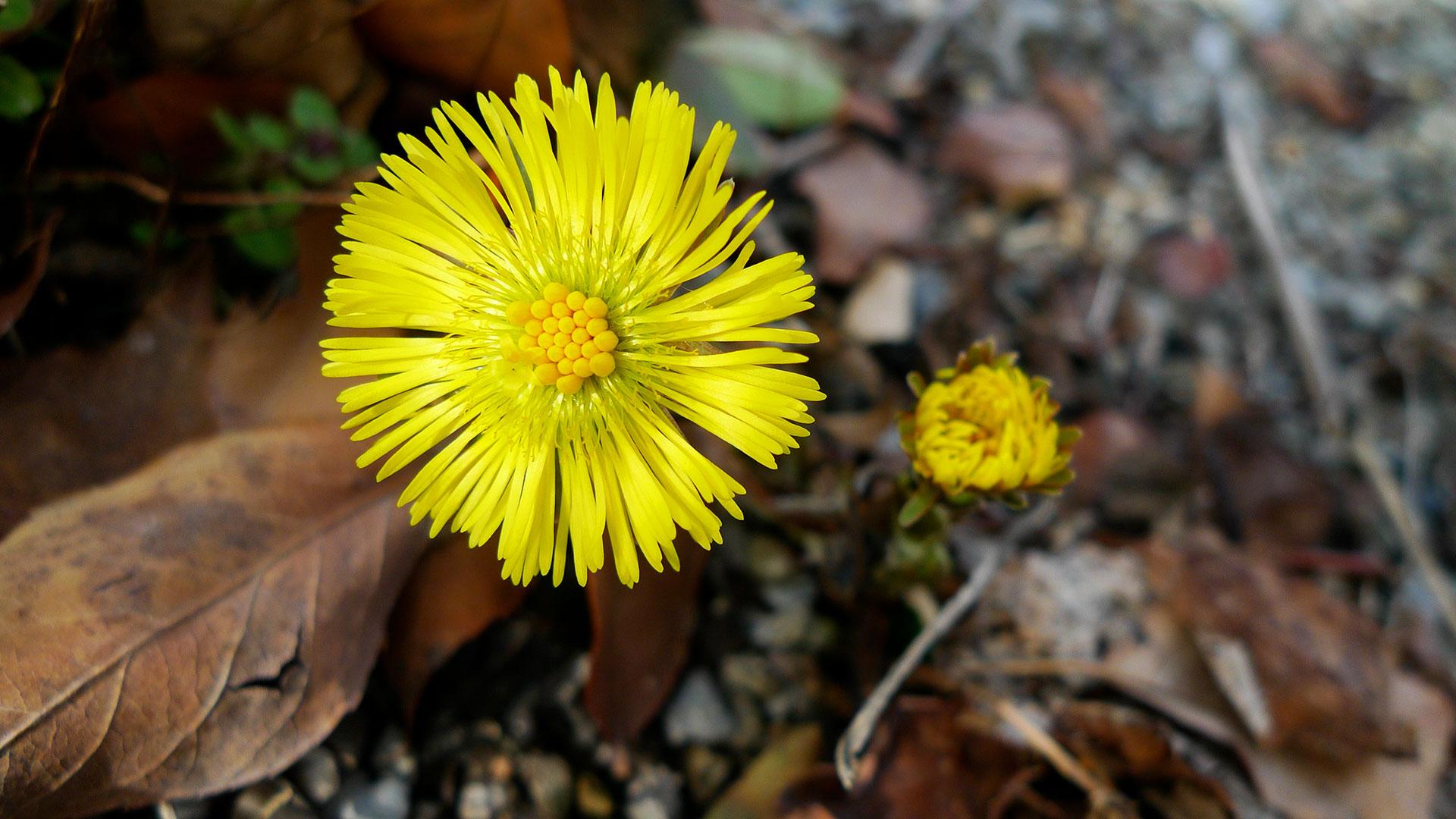 Huflattich Blüte