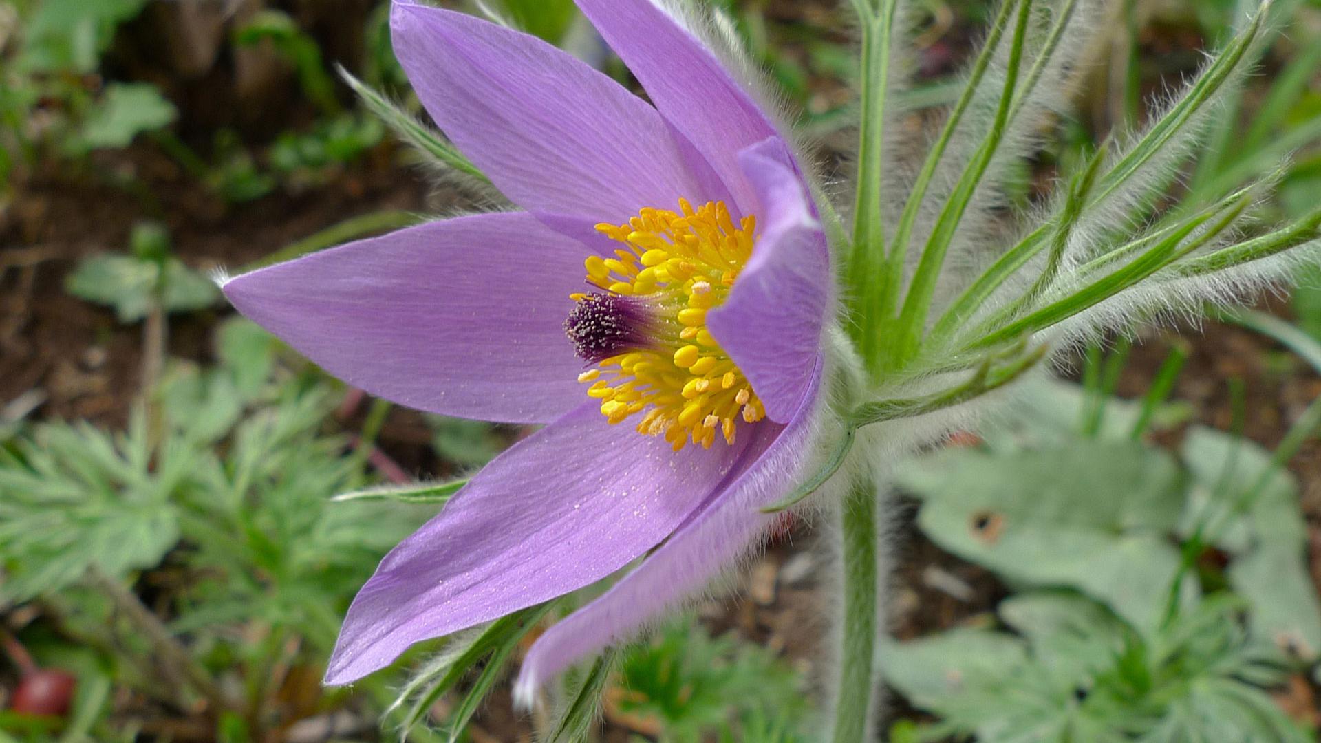 Küchenschelle Blüte