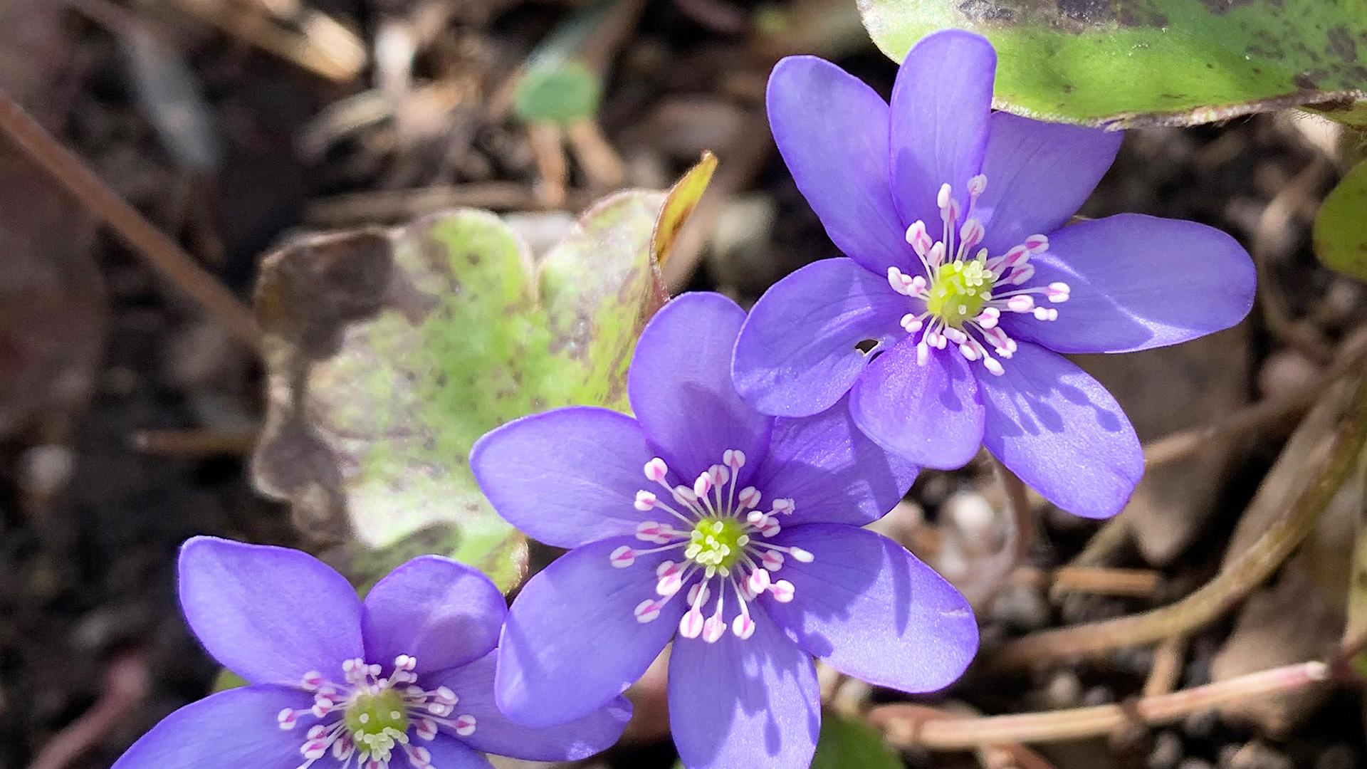 Leberblümchen