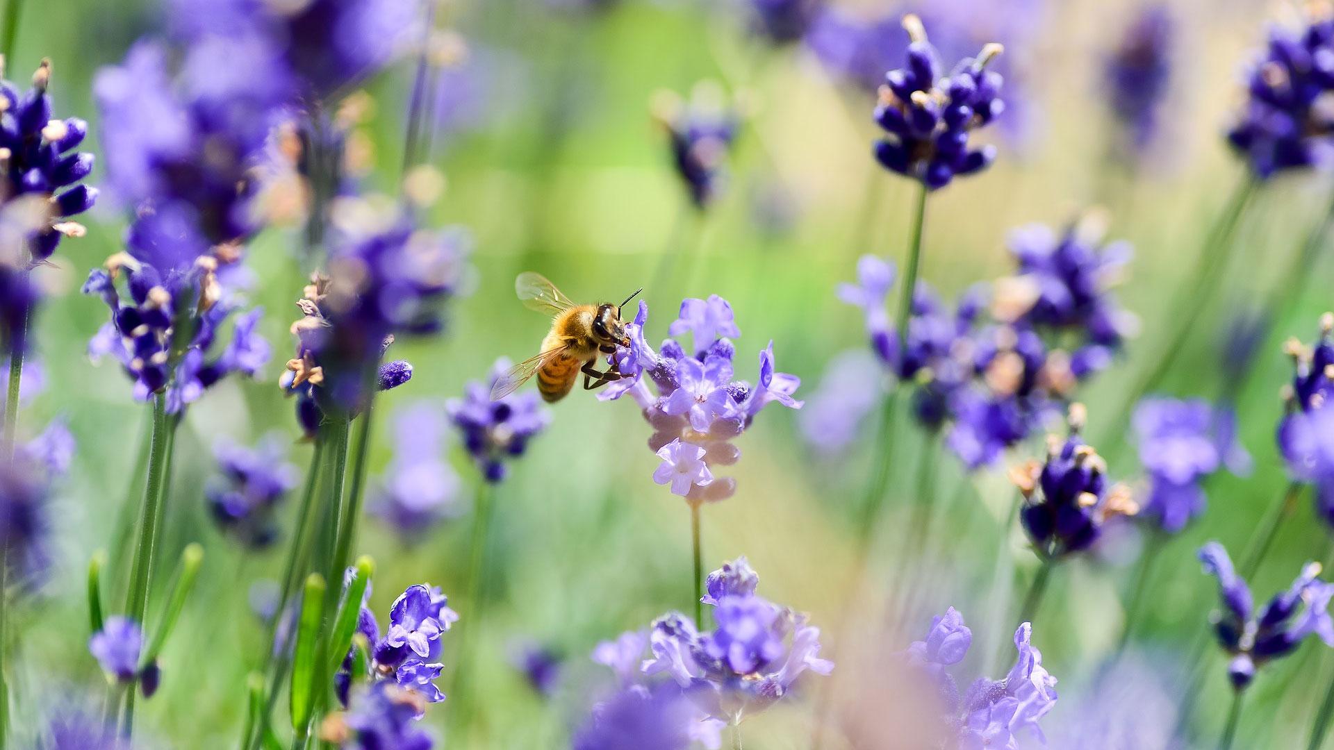 Lavendel, Bild von Pixabay