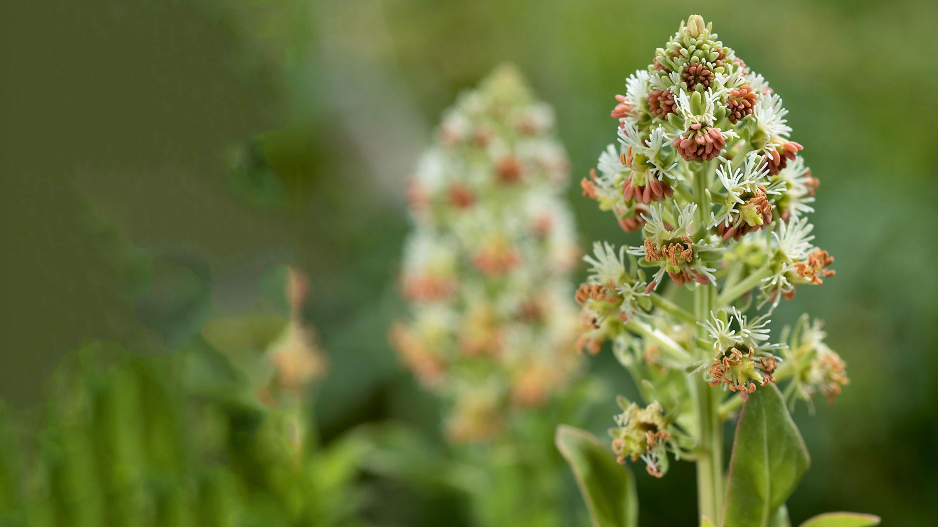 Reseda odorata, Bild: Syringa