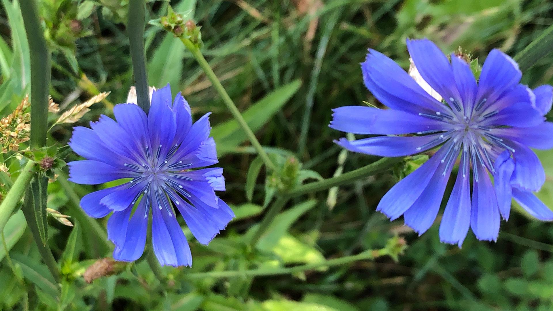 Gewöhnliche Wegwarte Cichorium intybus