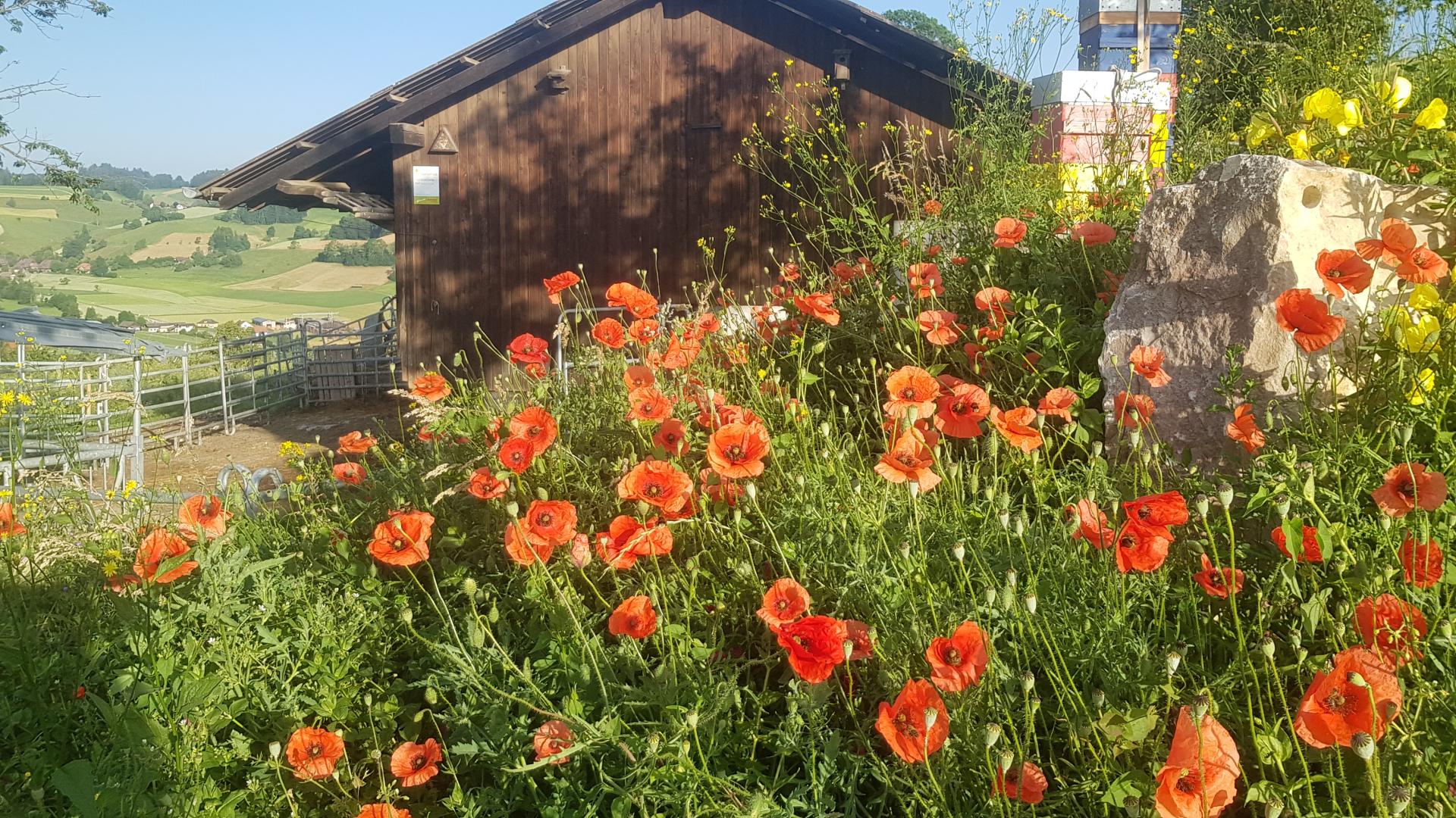Güdel Gartenbau Beispielbild