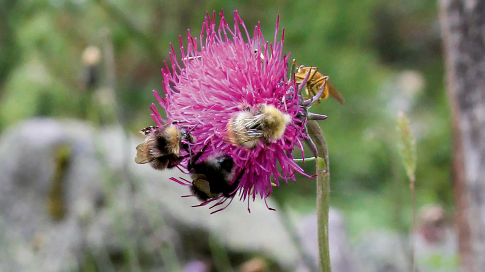 Dickblättrige Bergdistel, Bild: Erika Gussmann