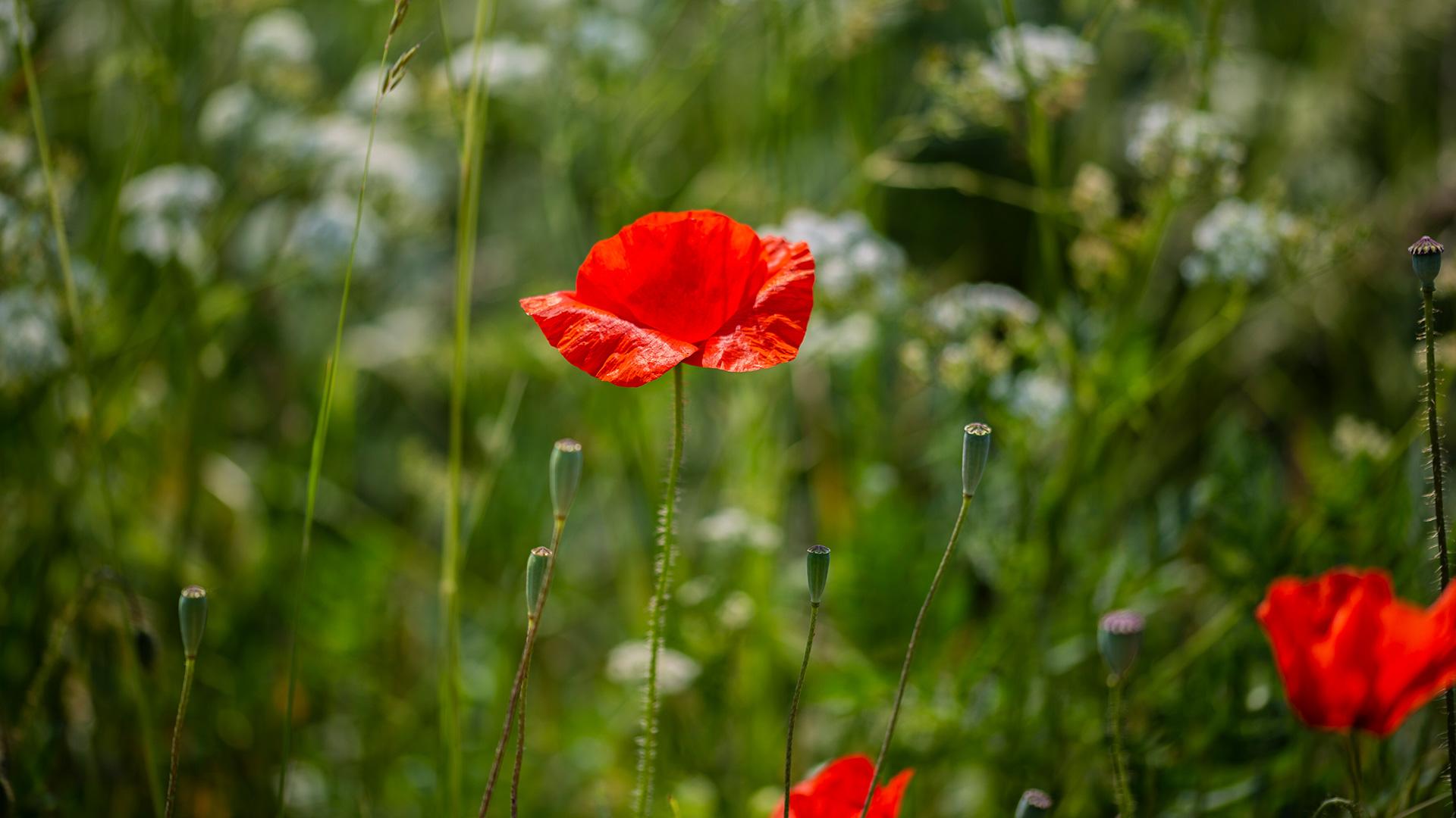 Mohn, Bild von mauritius images