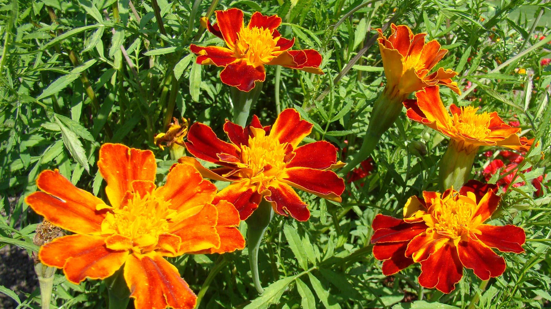 Tagetes Erecta 'von Basel', Bild: Pro Specie Rara