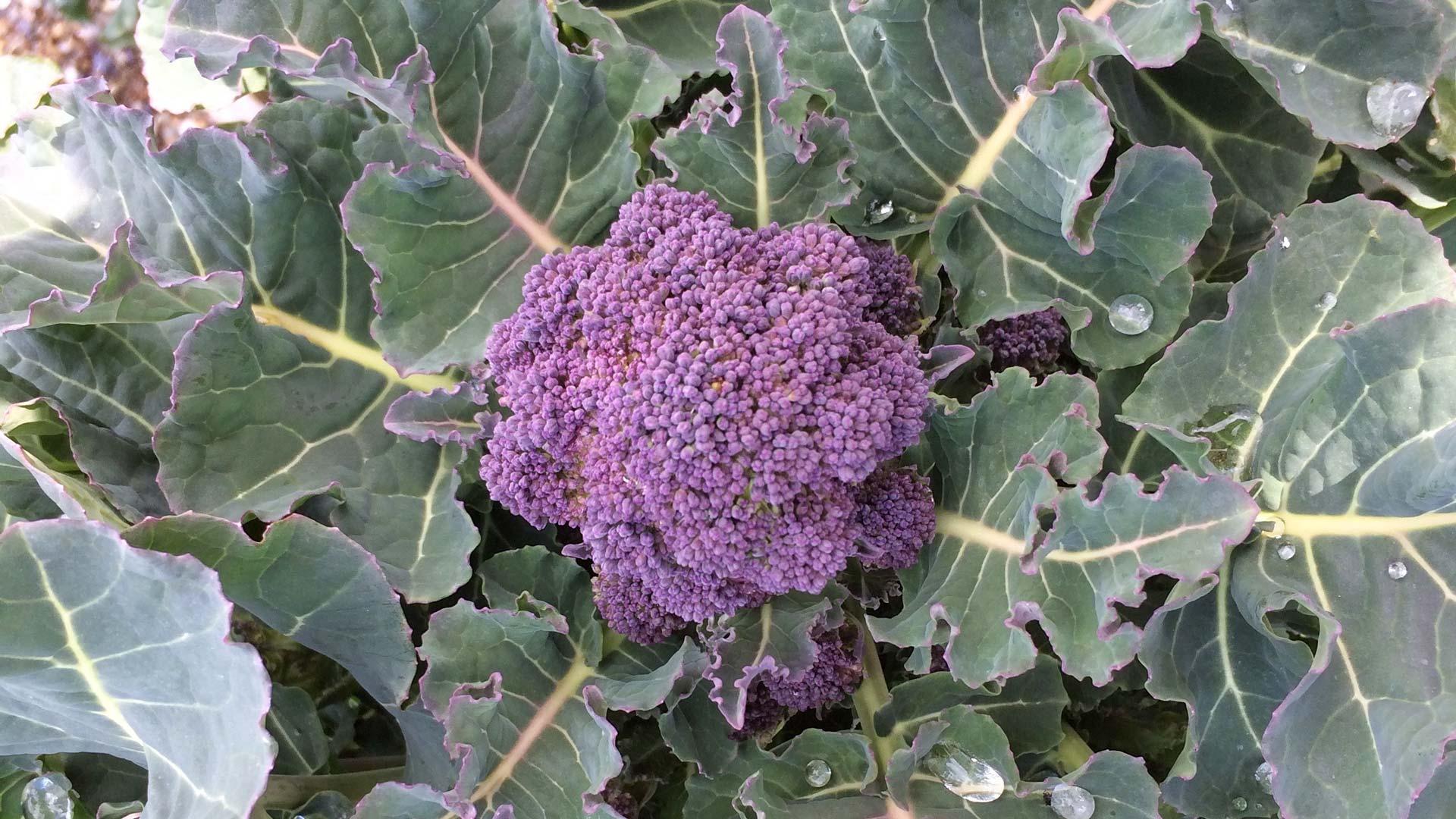 Sprossen-Brokkoli ‘early purple sprouting’, Bild: Pro Specie Rara