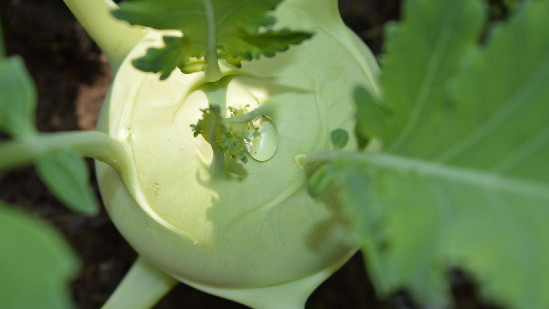 Kohlrabi