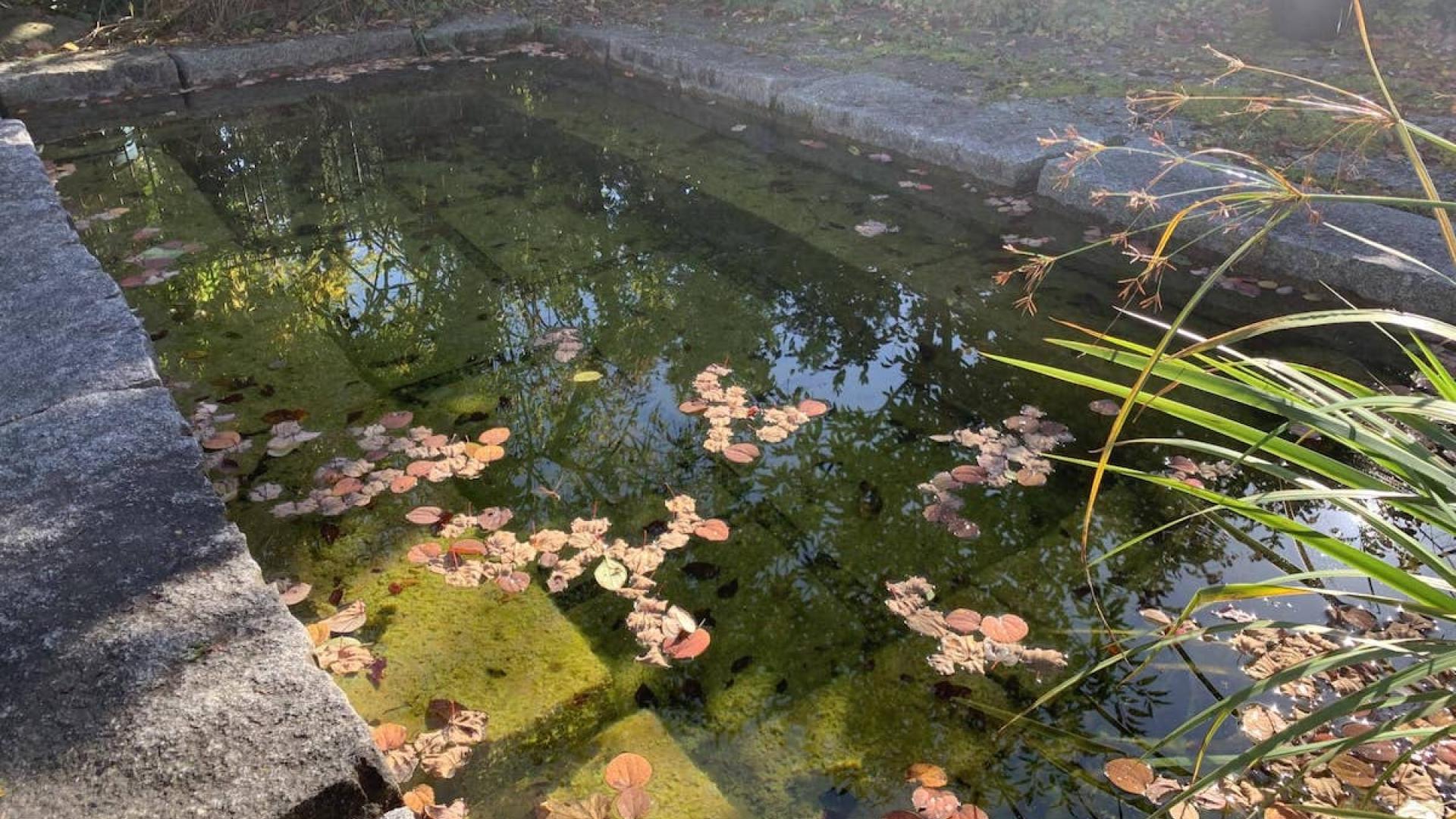Beispielgarten Flückiger Gartenbau: Naturteich