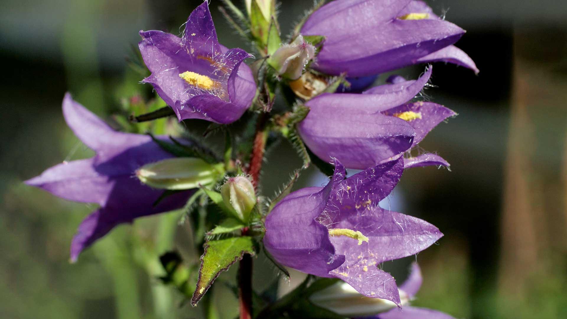Nesselblättrige Glockenblume, Bild von Erika Gussmann