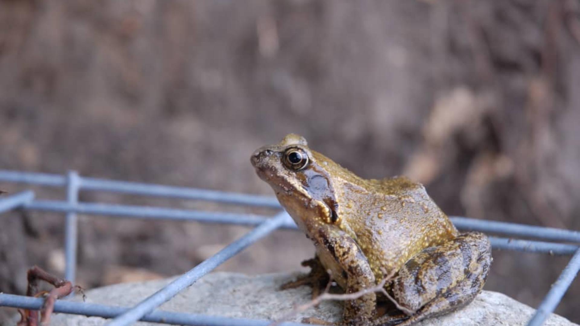 Frosch