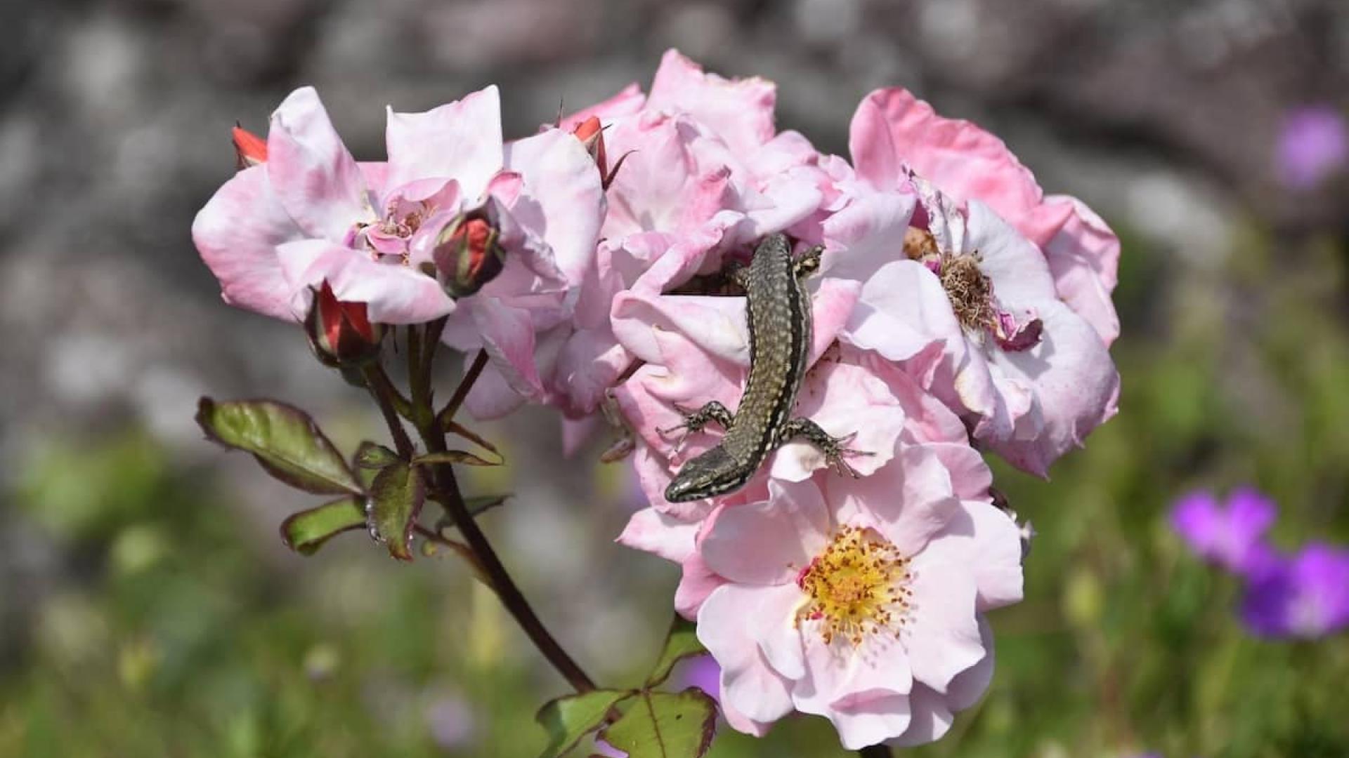 Eidechse auf Blumen