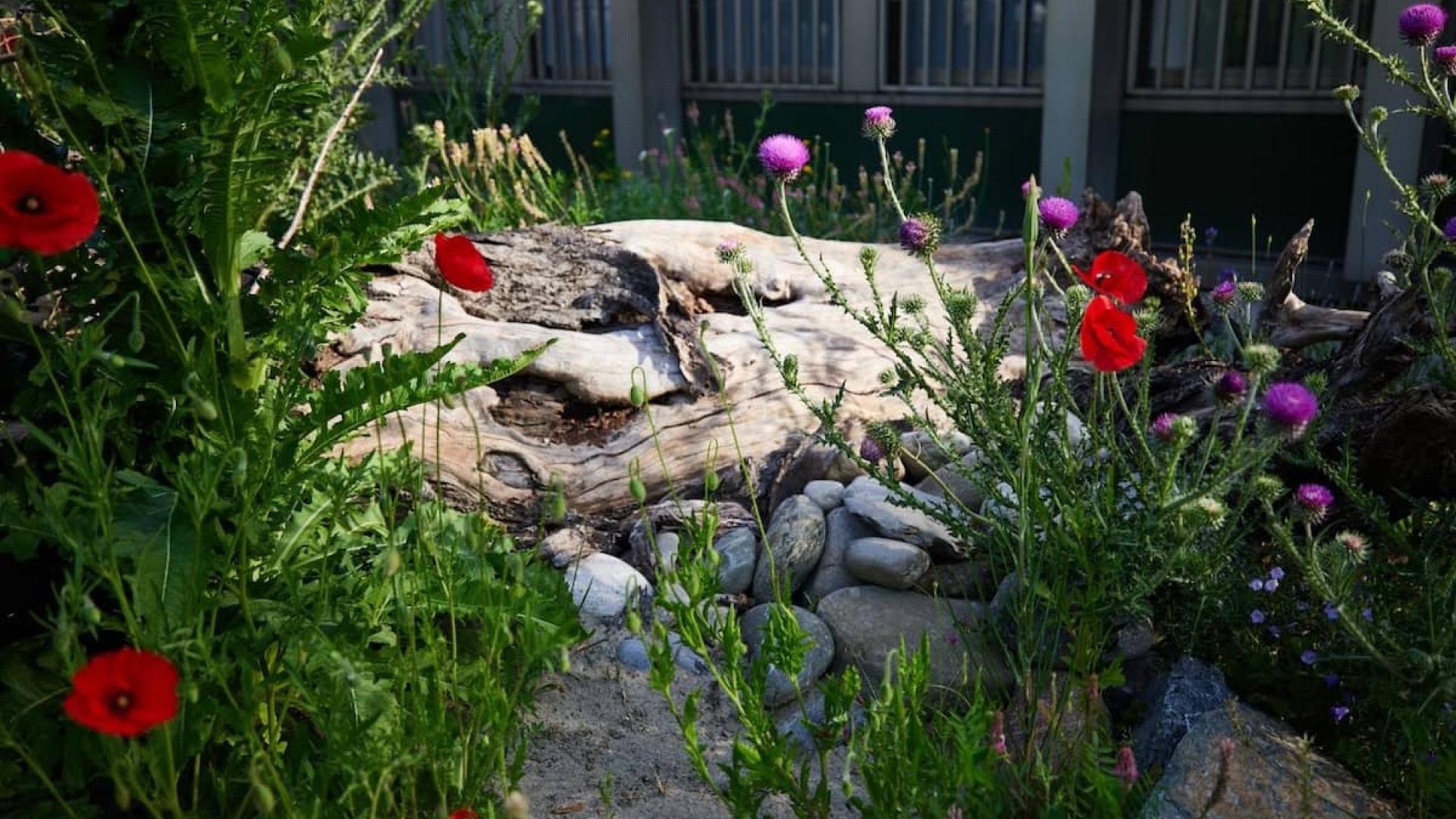 Totholz mit Sand und Wildstauden für Wildbienen