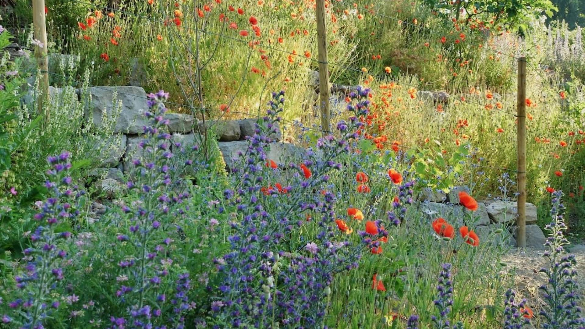 Ruderalfläche mit Mohn