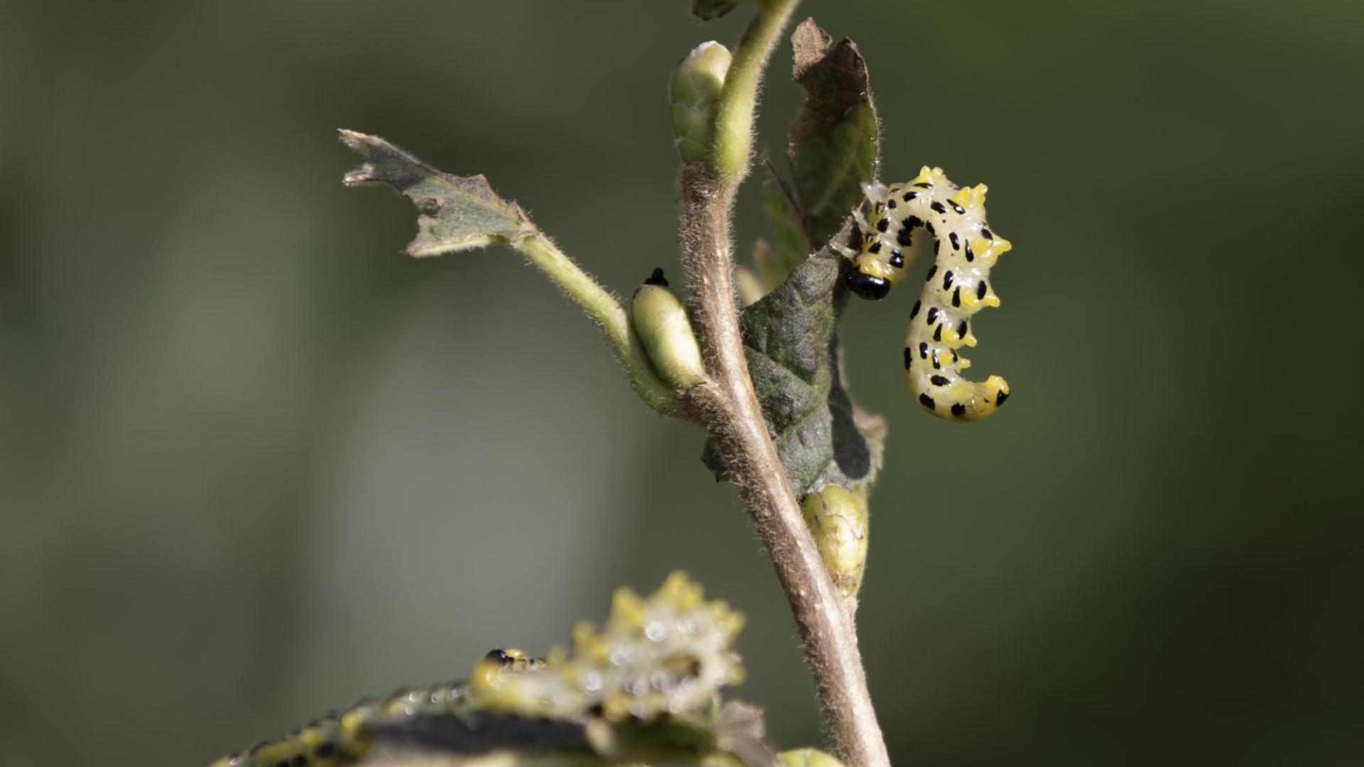 Raupe an Staude