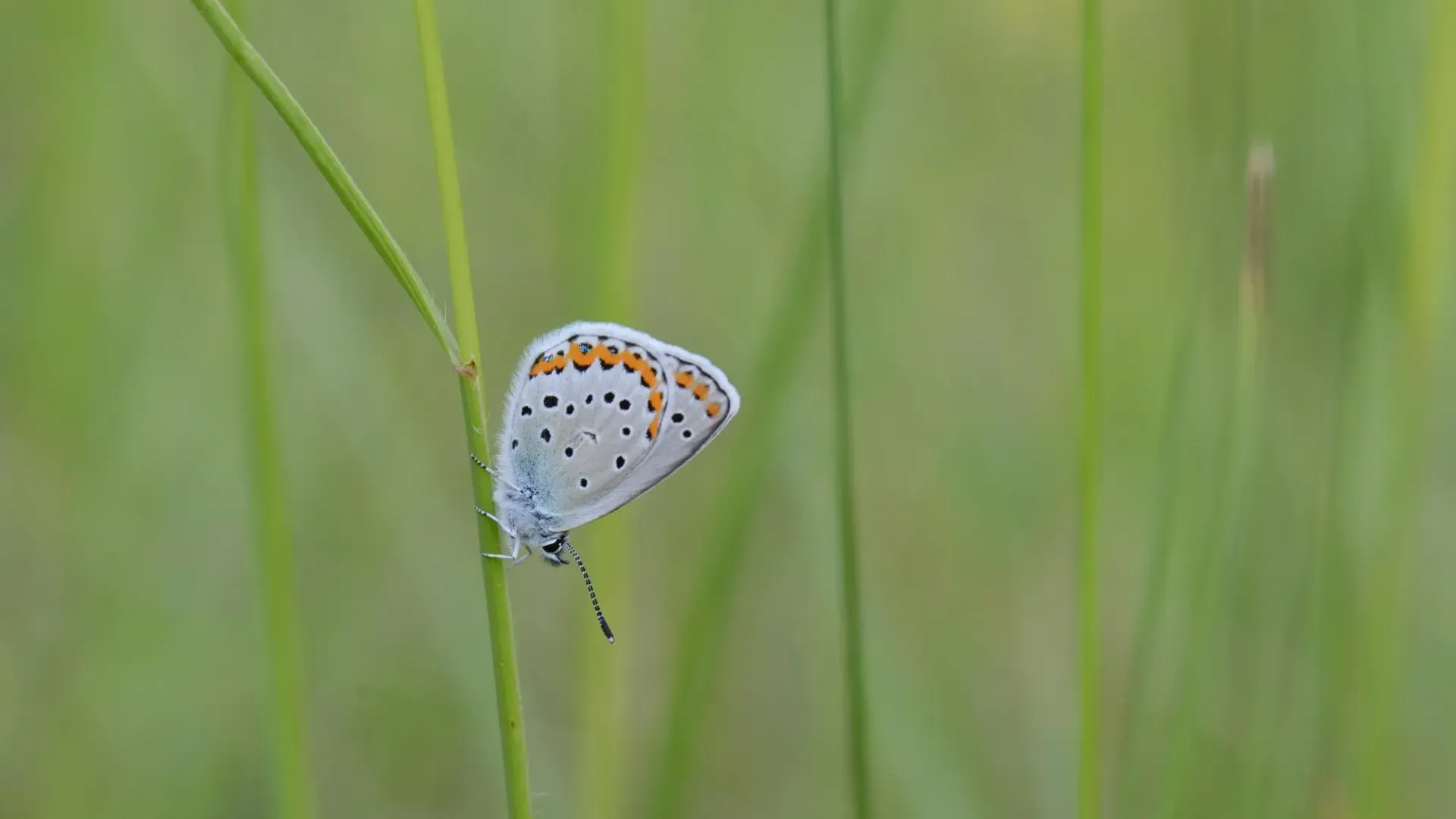 Schmetterling in Wiese