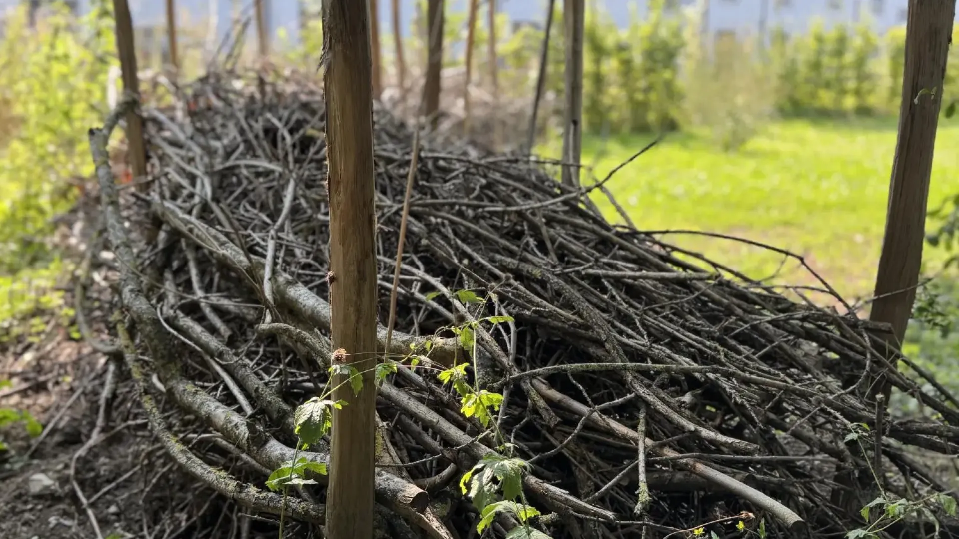 Naturgarten von Plan|b Priska Zahnd