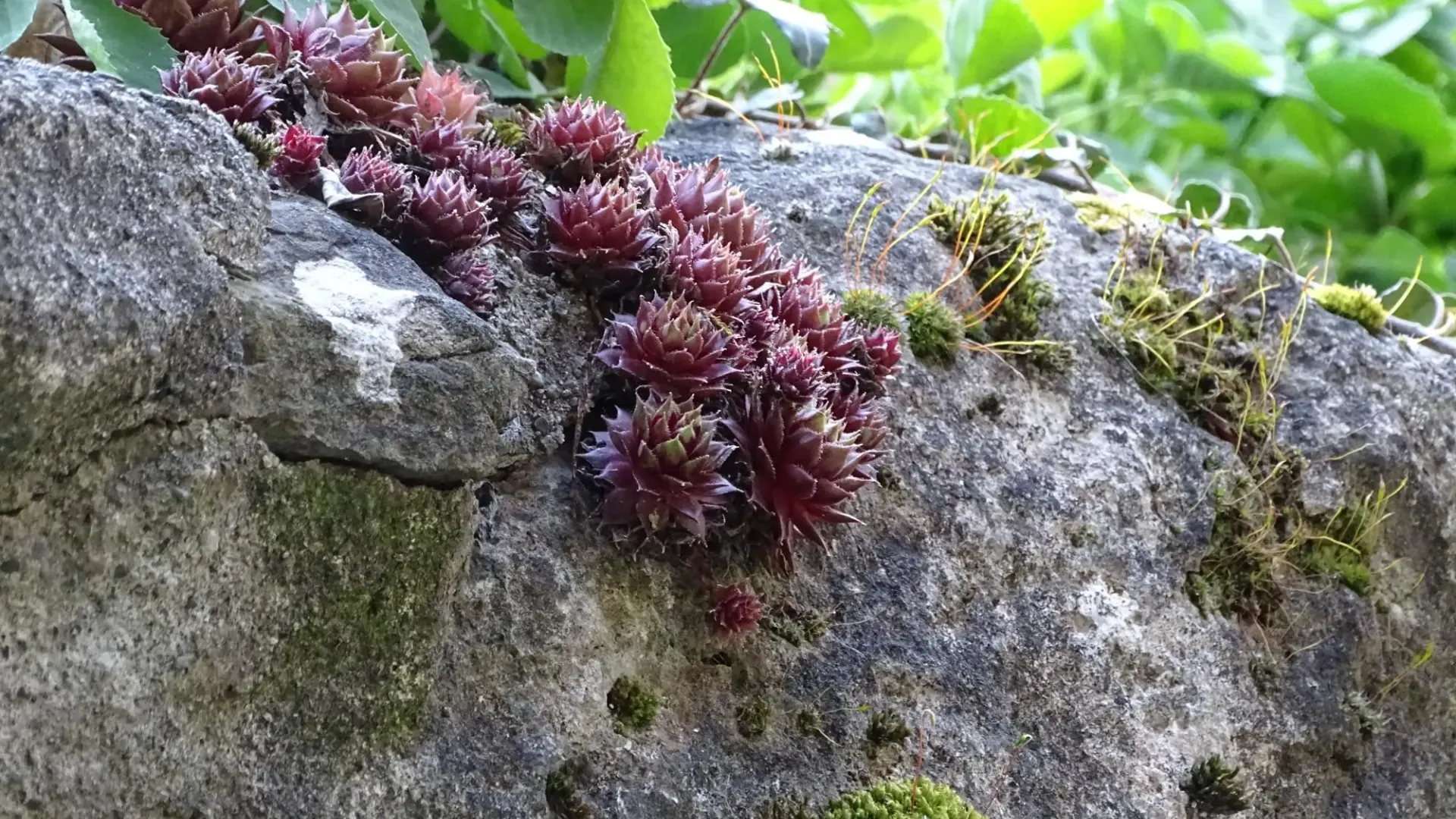 NaturGartenBern Markus Siegenthaler