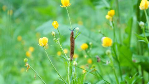 Nacktschnecke (Bild: pixabay.com/Tanja Richter)