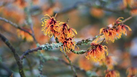 Zaubernuss Hamamelis, Bild: Pixabay