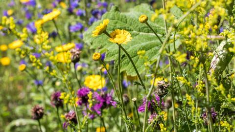 Wiesenblumen, Bild von Katharina Nüesch