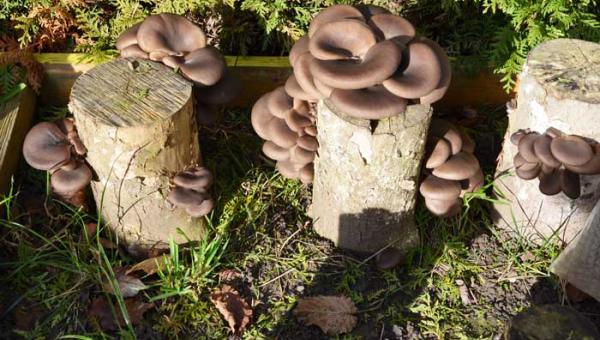 Austernpilze wachsen auf Holzstümpfen im Garten.
