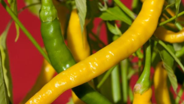 Chili-Sorte ‘Elefantenrüssel’