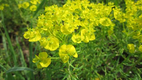 Zypressen-Wolfsmilch (Euphorbia cyparissias): Sonnig bis halbschattig, gelbgrüne Blüten von April bis Juni, 20 bis 50 cm hoch, duftend, Rückschnitt nach Blüte, Herbstfärbung