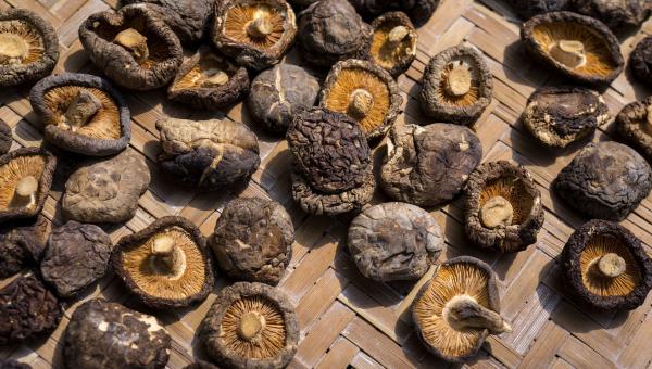 An der Sonne getrocknete Shiitake-Pilze.