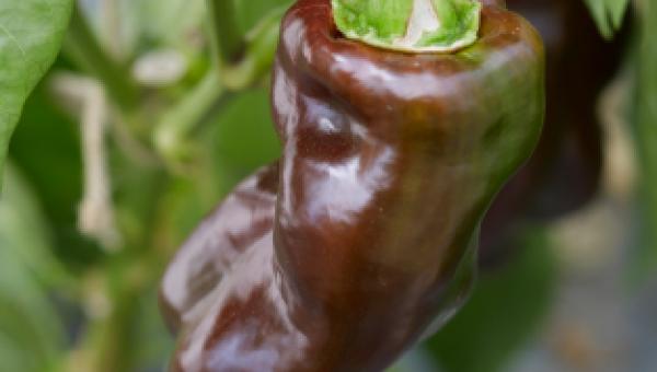 Peperoni-Sorte ‘Sweet Chocolate’