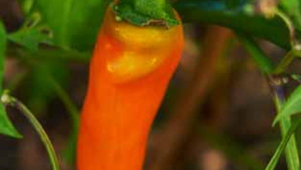 Chili-Sorte ‘Tequila Sunrise’