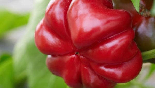 Tomatenpaprika